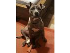 Adopt Tabby a Brindle - with White Pit Bull Terrier / Mixed dog in Branford