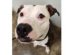 Adopt Spud a Pit Bull Terrier / Mixed dog in Lexington, KY (38839606)