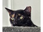 Adopt Pandora a Domestic Shorthair / Mixed cat in Lexington, KY (38786625)