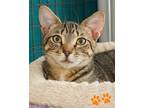 Adopt Stuart a Domestic Shorthair / Mixed cat in Novato, CA (38680211)