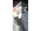 Adopt Liam a Domestic Shorthair / Mixed cat in Cleveland, TN (38839562)