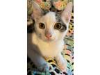Adopt Hamish - In Foster a Domestic Shorthair / Mixed cat in Birdsboro