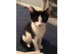 Adopt Ghost Pepper - In Foster a Domestic Shorthair / Mixed cat in Birdsboro