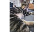Adopt Zack - In Foster a Domestic Shorthair / Mixed cat in Birdsboro