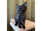 Adopt Raspberry a All Black Domestic Shorthair / Mixed (short coat) cat in