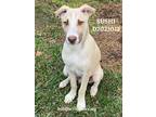 Adopt Sushi a Labrador Retriever / Mixed Breed (Medium) / Mixed dog in Conroe