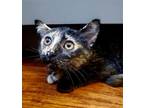 Adopt Mipha a Tortoiseshell Domestic Shorthair / Mixed (short coat) cat in