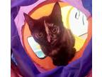 Adopt Zelda a Tortoiseshell Domestic Shorthair / Mixed (short coat) cat in