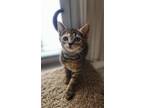 Adopt Emily a Brown Tabby Domestic Shorthair / Mixed (short coat) cat in