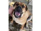 Adopt Imogene a Red/Golden/Orange/Chestnut Bullmastiff / Mixed dog in Longview