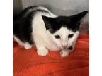 Adopt Peace a White Domestic Shorthair / Mixed cat in Englewood, FL (38838753)