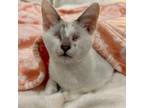 Adopt Leche a White Domestic Shorthair / Mixed cat in Long Beach, CA (38838750)