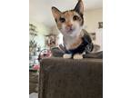 Adopt Chloe a Calico or Dilute Calico Domestic Shorthair / Mixed (short coat)