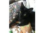 Adopt Fidget a All Black Domestic Shorthair / Mixed (short coat) cat in Garland