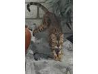 Adopt Matylda a Bengal / Mixed (short coat) cat in San Jacinto, CA (38838602)