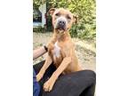 Adopt Xolo a Tan/Yellow/Fawn American Pit Bull Terrier / Mixed dog in Palatine