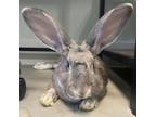Adopt Bugs a Silver Fox / Mixed rabbit in FREEPORT, FL (38688242)