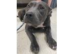Adopt Ruby a Gray/Blue/Silver/Salt & Pepper American Pit Bull Terrier / Mixed