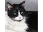 Adopt Tipsy Bonded Buddy With Kiki a Domestic Shorthair / Mixed cat in Des