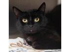 Adopt Kashina a All Black Domestic Shorthair / Mixed cat in Salt Lake City