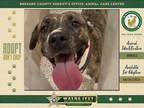 Adopt Kylie a Mixed Breed (Medium) / Mixed dog in Melbourne, FL (38837797)