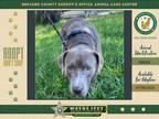 Adopt Neville a Mixed Breed (Medium) / Mixed dog in Melbourne, FL (38835405)