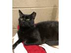 Adopt Milo a Domestic Shorthair / Mixed cat in Versailles, KY (38667646)