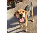 Adopt Bella a Beagle / Mixed dog in Denton, TX (38744508)