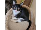 Adopt Melvin a Black & White or Tuxedo Domestic Shorthair / Mixed (short coat)