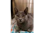 Adopt Denali a Gray or Blue Domestic Shorthair / Domestic Shorthair / Mixed cat