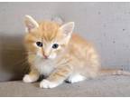 Adopt Vanilla (Adopted w/ Sibling) a Orange or Red Tabby Maine Coon (medium