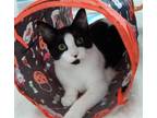 Adopt Aili a Black & White or Tuxedo Domestic Shorthair / Mixed cat in Raleigh