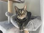 Adopt Wallaby Way - In Foster a Domestic Shorthair / Mixed cat in Birdsboro
