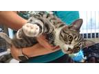 Adopt Tigress a Gray, Blue or Silver Tabby Domestic Shorthair / Mixed (short