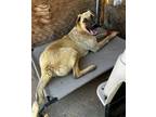 Adopt Corky a Tan/Yellow/Fawn - with Black Shepherd (Unknown Type) / Mixed dog