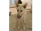 Adopt Golden Mama - a Tan/Yellow/Fawn Shepherd (Unknown Type) / Mixed dog in