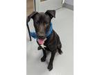 Adopt Winter a Black - with White Labrador Retriever / Mixed dog in Hilton Head