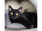 Adopt 5652 (Nora) a Black (Mostly) Domestic Shorthair / Mixed (short coat) cat