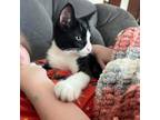 Adopt Hawk Moth a All Black Domestic Shorthair / Mixed cat in Inwood