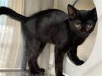 Adopt WALTER a All Black Domestic Mediumhair / Mixed (medium coat) cat in