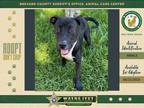 Adopt Buci a Mixed Breed (Medium) / Mixed dog in Melbourne, FL (38747977)