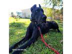 Adopt Galaxy a Great Dane / Mixed dog in Bullard, TX (38832189)