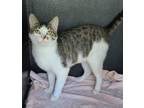 Adopt 5832 (Mackerel) a Brown Tabby Domestic Shorthair / Mixed (short coat) cat