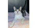 Adopt 5816 (Mina) a Brown Tabby Domestic Shorthair / Mixed (short coat) cat in