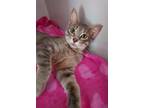 Adopt 5817 (Olivia) a Gray, Blue or Silver Tabby Domestic Shorthair / Mixed