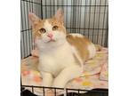 Adopt 5822 (Olive) a Cream or Ivory (Mostly) Domestic Shorthair / Mixed (short