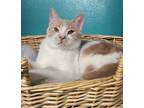 Adopt 5857 (Simon) a Cream or Ivory (Mostly) Domestic Shorthair / Mixed (short