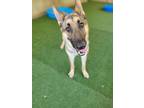 Adopt Cash a Brown/Chocolate German Shepherd Dog / Mixed dog in Dallas