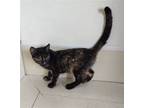 Adopt Speckle a Domestic Shorthair / Mixed (short coat) cat in Maquoketa