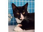 Adopt Marlin a Domestic Shorthair / Mixed cat in Troy, VA (38832638)
